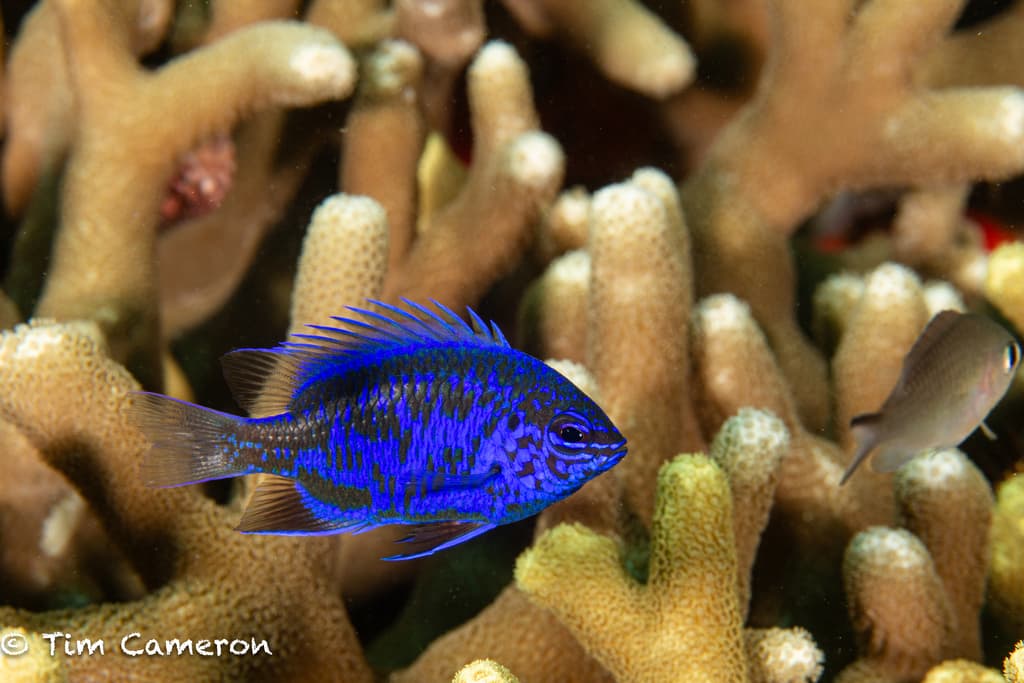 Springer's Damselfish in a marine aquarium