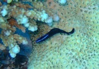Springeri Dottyback emerging from cave in reef aquarium