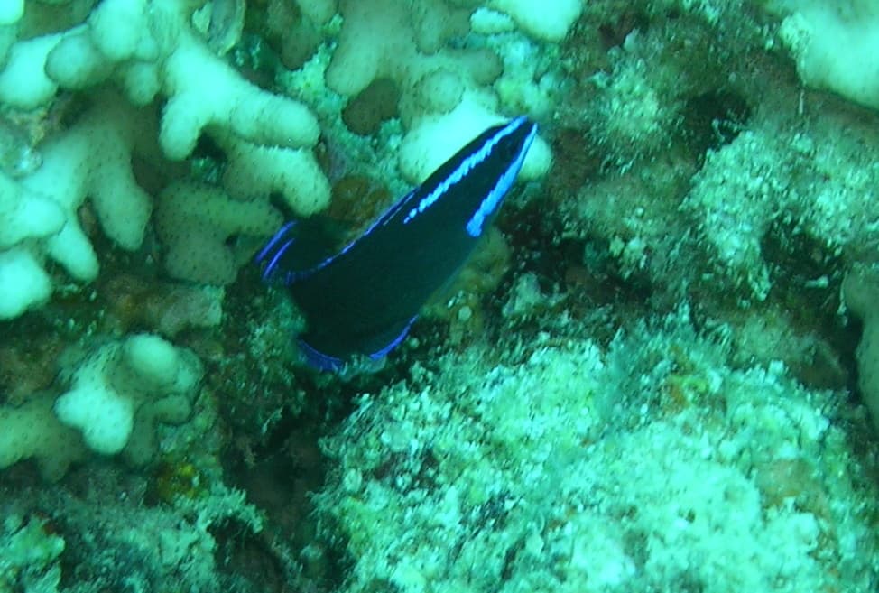 Springeri Dottyback perched on live rock displaying blue striping