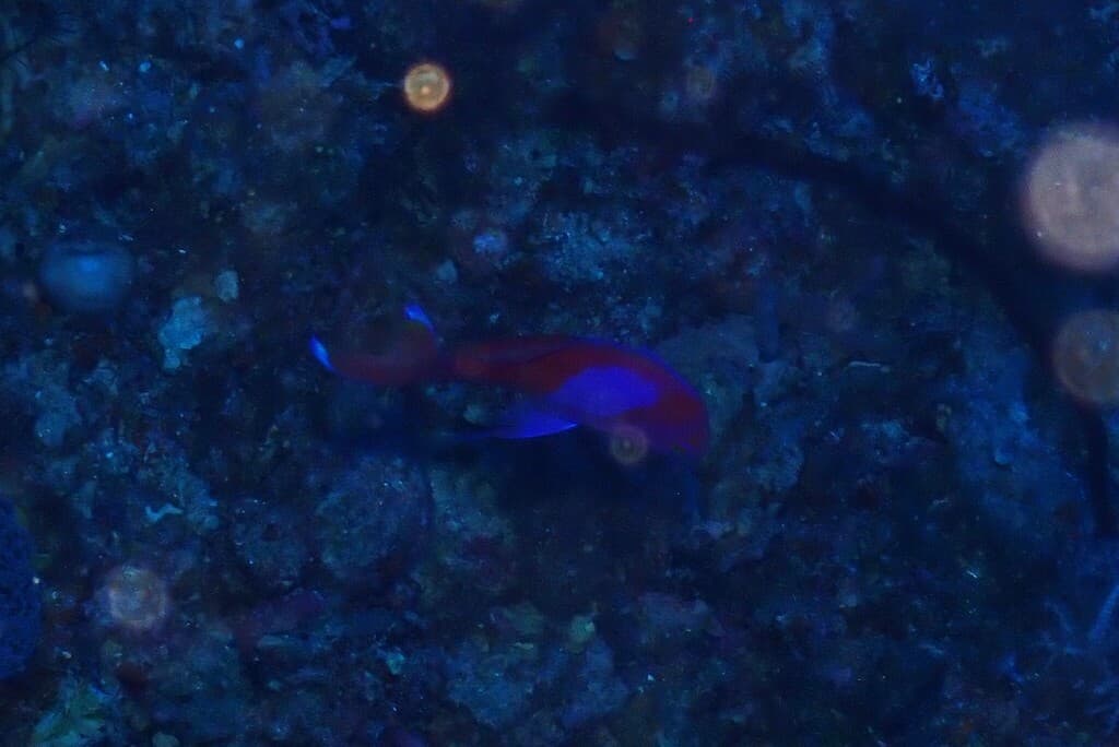 Squarespot Anthias in a marine aquarium