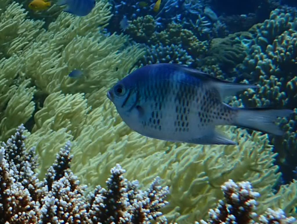Staghorn Damselfish in a marine aquarium
