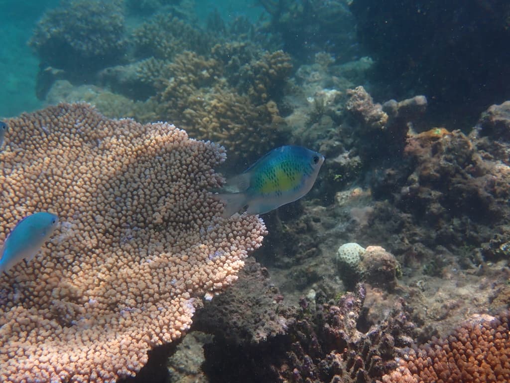 Staghorn Damselfish in a marine aquarium