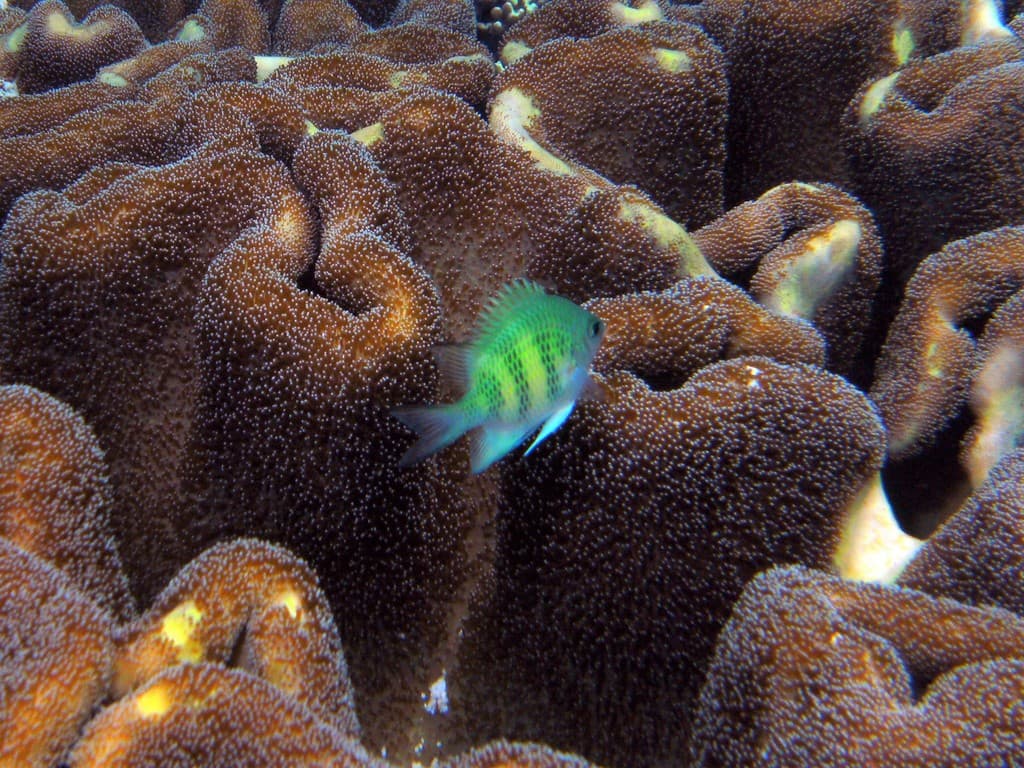 Staghorn Damselfish in a marine aquarium