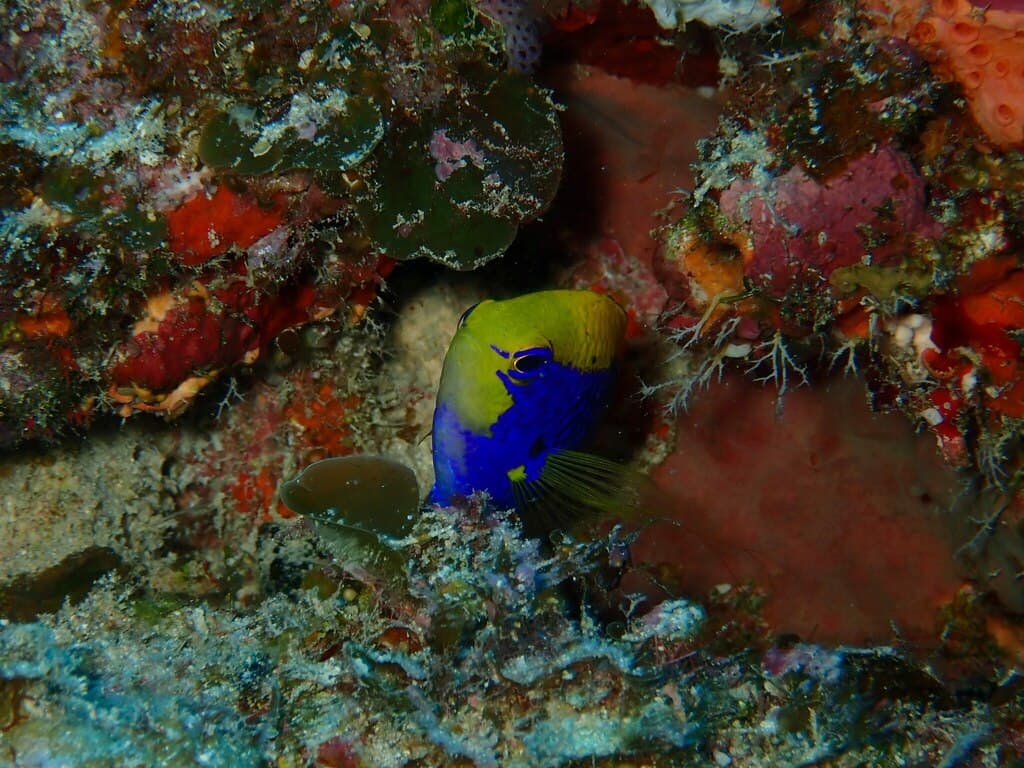 Starcki Damsel in a marine aquarium