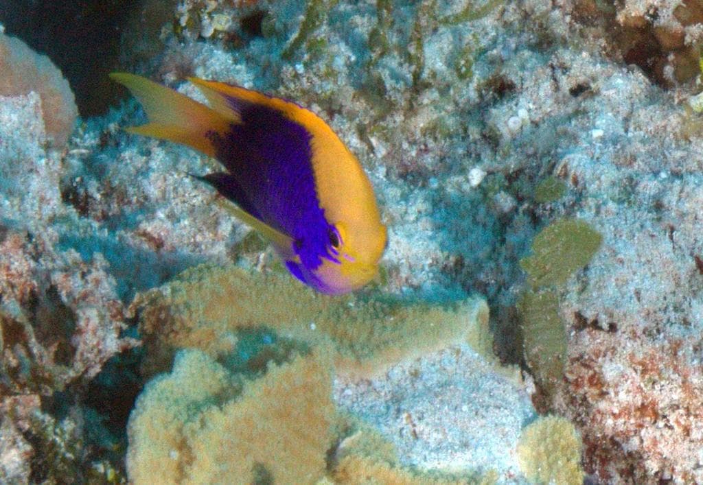 Starcki Damsel in a marine aquarium