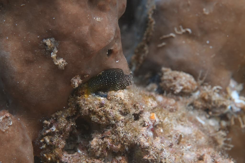 Starry Blenny on coral