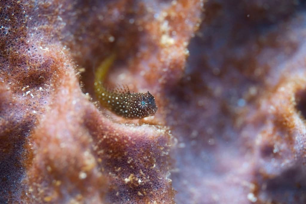 Starry Blenny showing white spots pattern