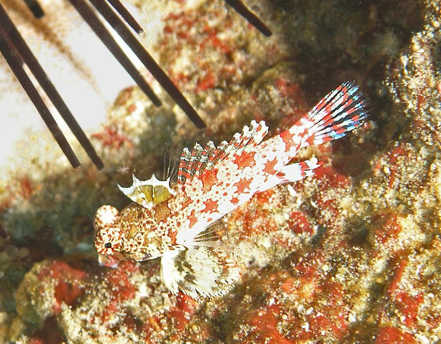 Starry Dragonet in a marine aquarium