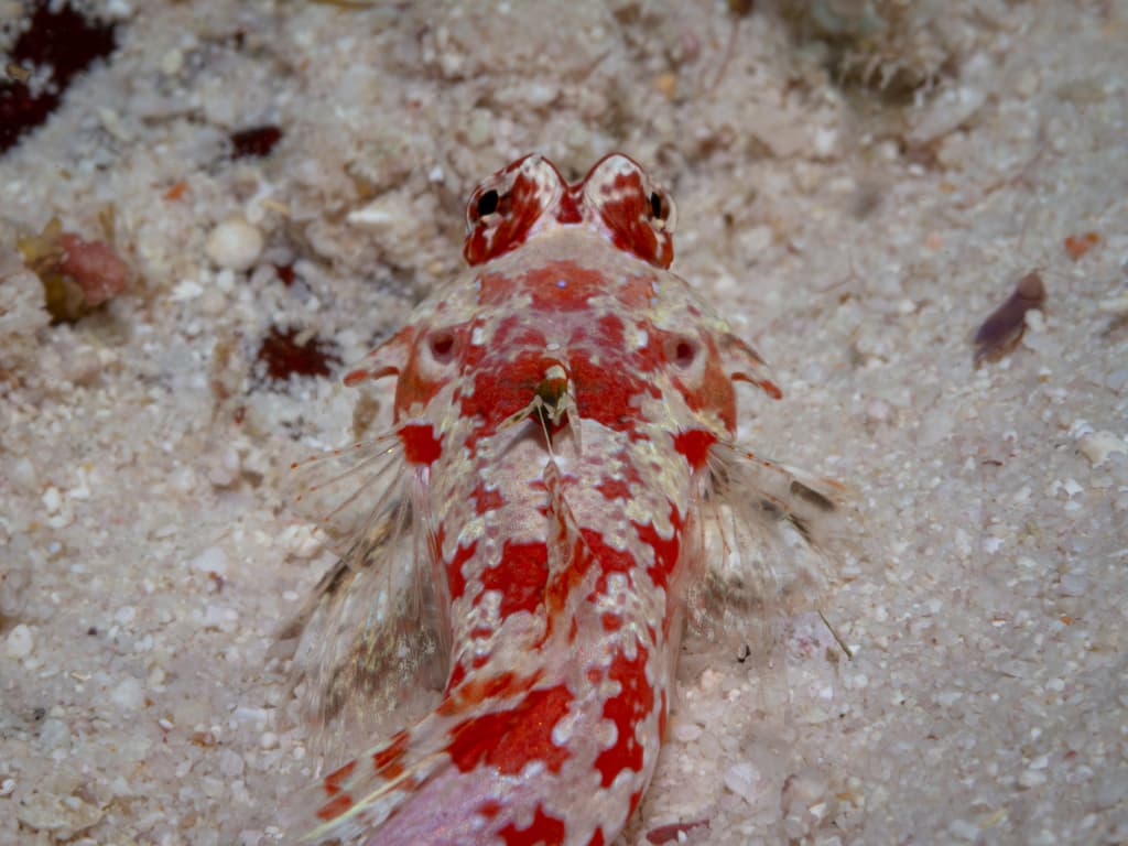 Starry Dragonet in a marine aquarium