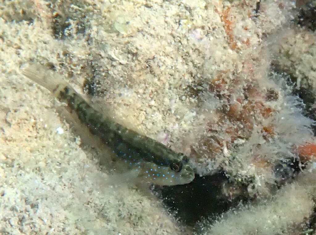 Starry Goby in a marine aquarium