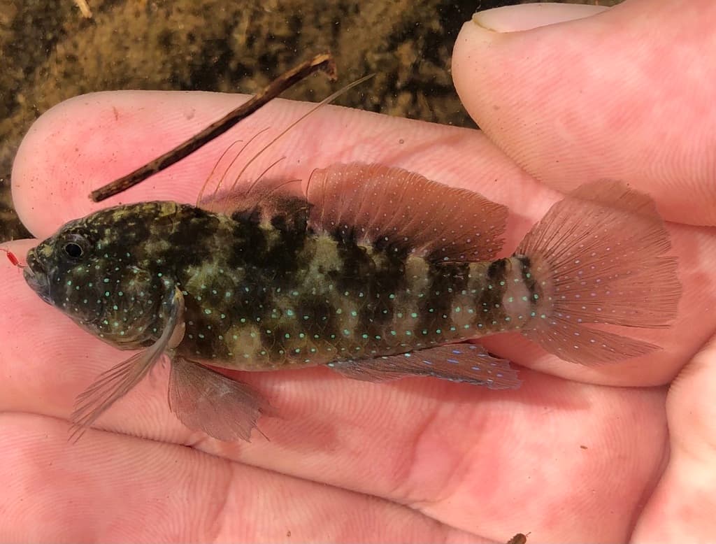 Starry Goby in a marine aquarium