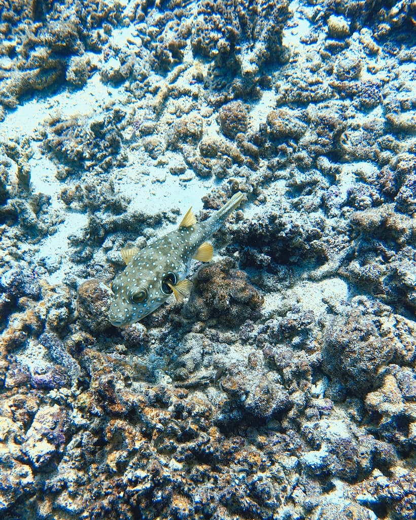 Stars & Stripes Puffer in a marine aquarium