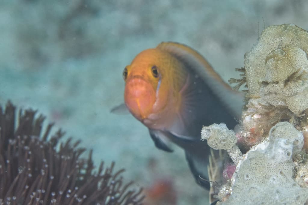 Steene's Dottyback in a marine aquarium