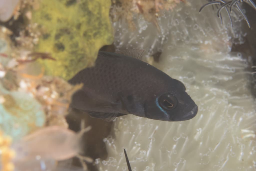 Steene's Dottyback in a marine aquarium
