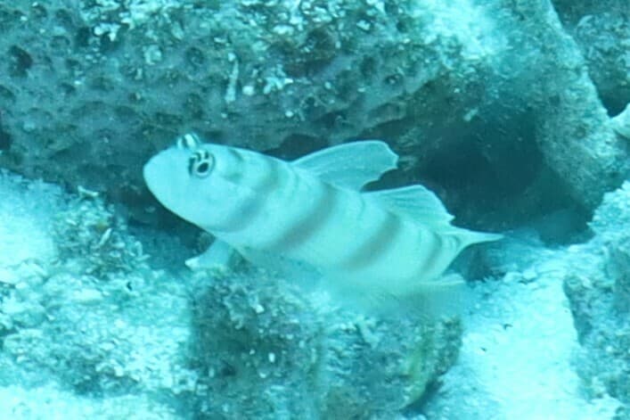 Steinitz Goby in a marine aquarium