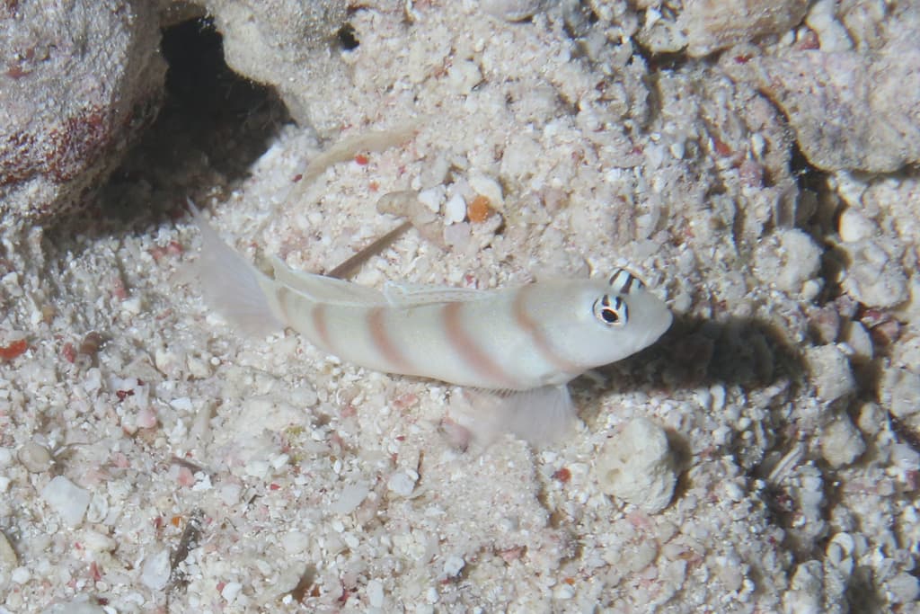 Steinitz Goby in a marine aquarium