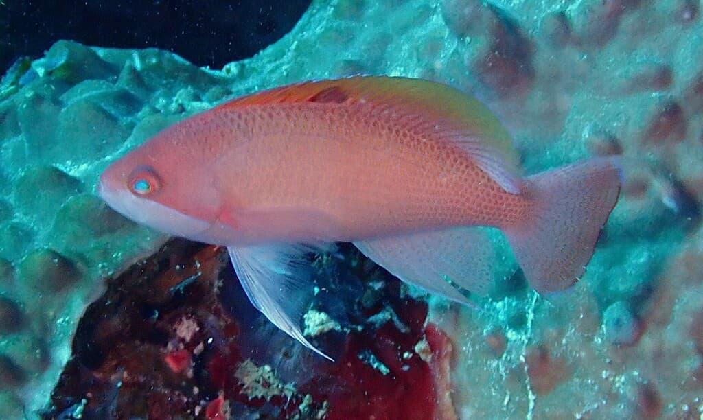 Stocky Anthias in a marine aquarium