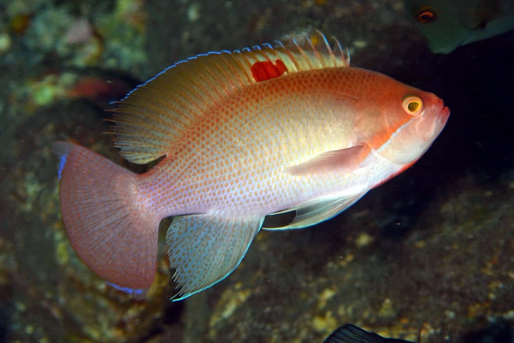 Stocky Anthias in a marine aquarium