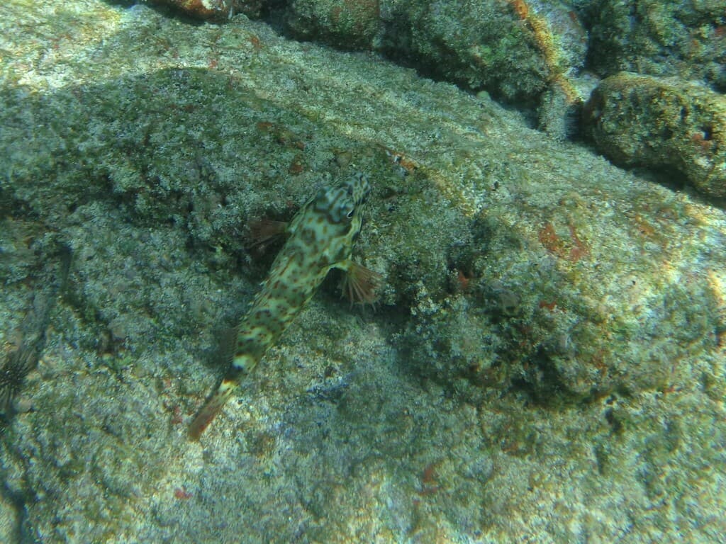 Stocky Hawkfish in a marine aquarium