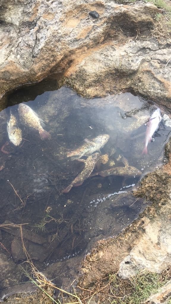 Stocky Hawkfish in a marine aquarium