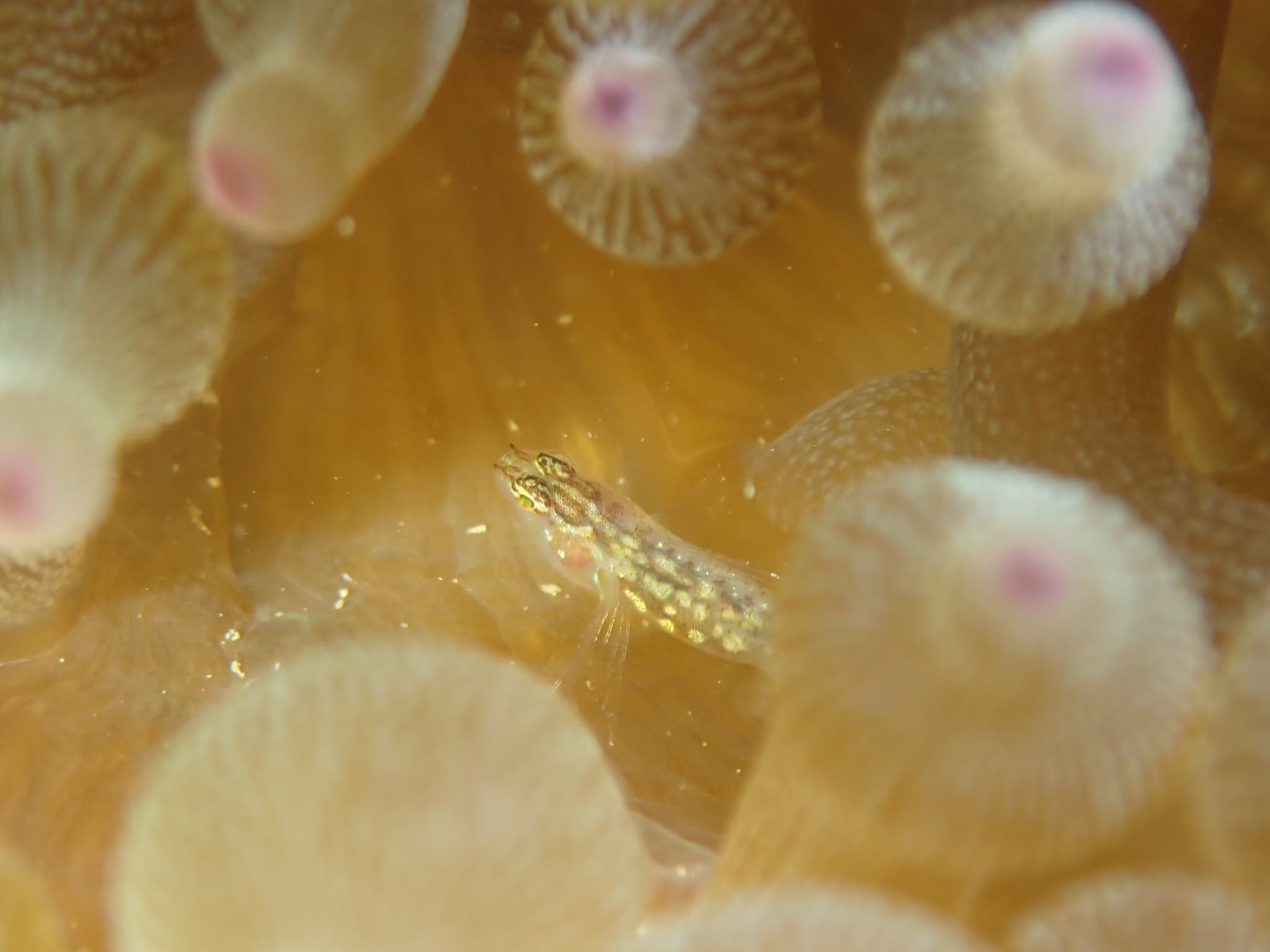 Storthynx Eviota in a marine aquarium
