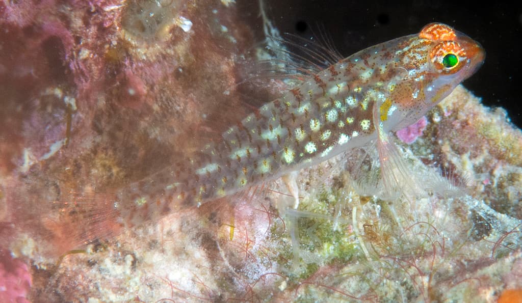 Storthynx Eviota in a marine aquarium