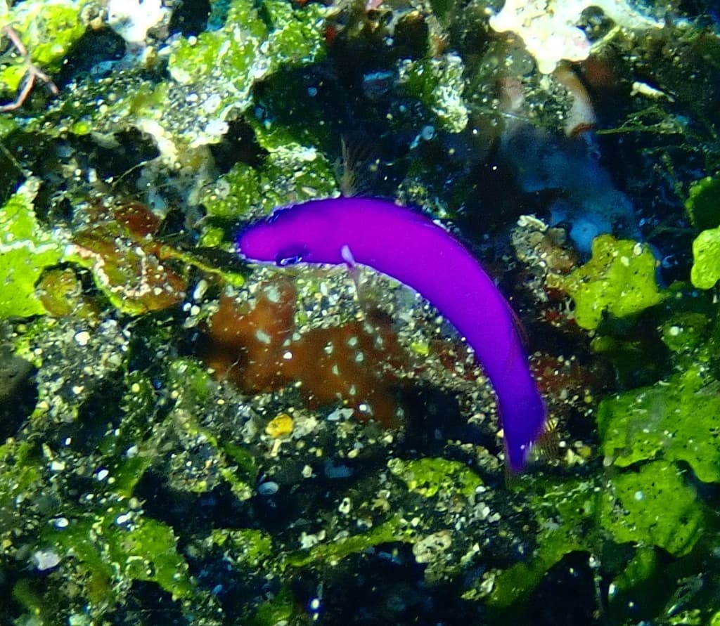 Strawberry Dottyback in a marine aquarium