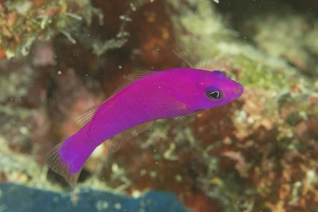 Strawberry Dottyback in a marine aquarium