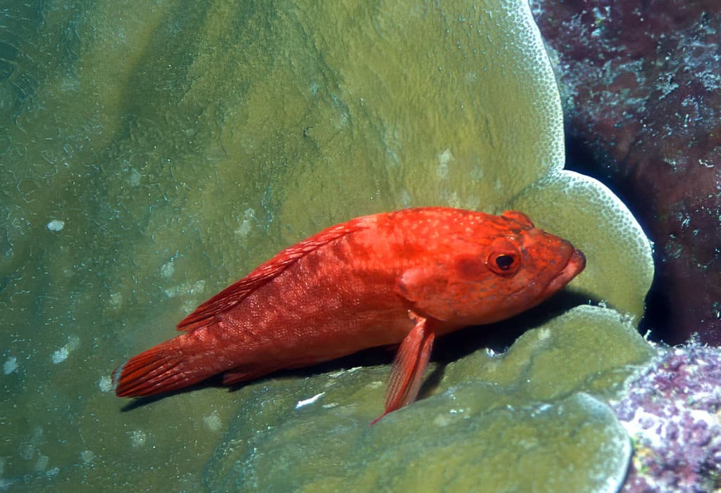 Strawberry Grouper in a marine aquarium
