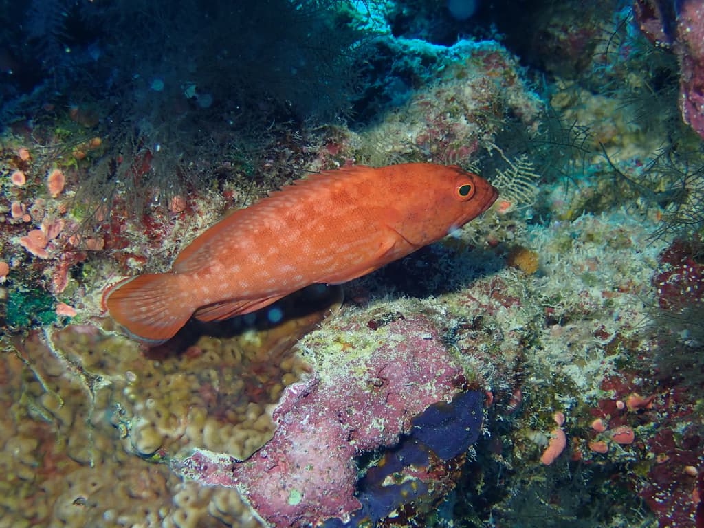 Strawberry Grouper in a marine aquarium