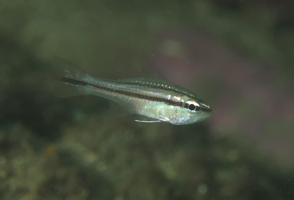 Striped Cardinalfish in a marine aquarium