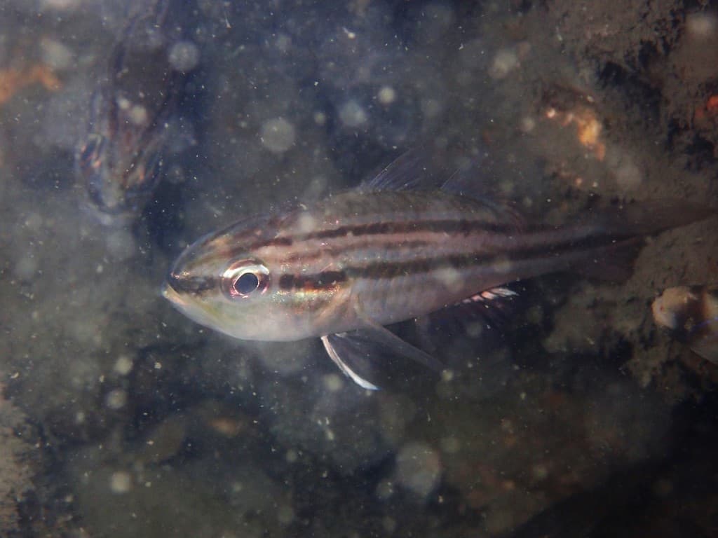 Striped Cardinalfish in a marine aquarium