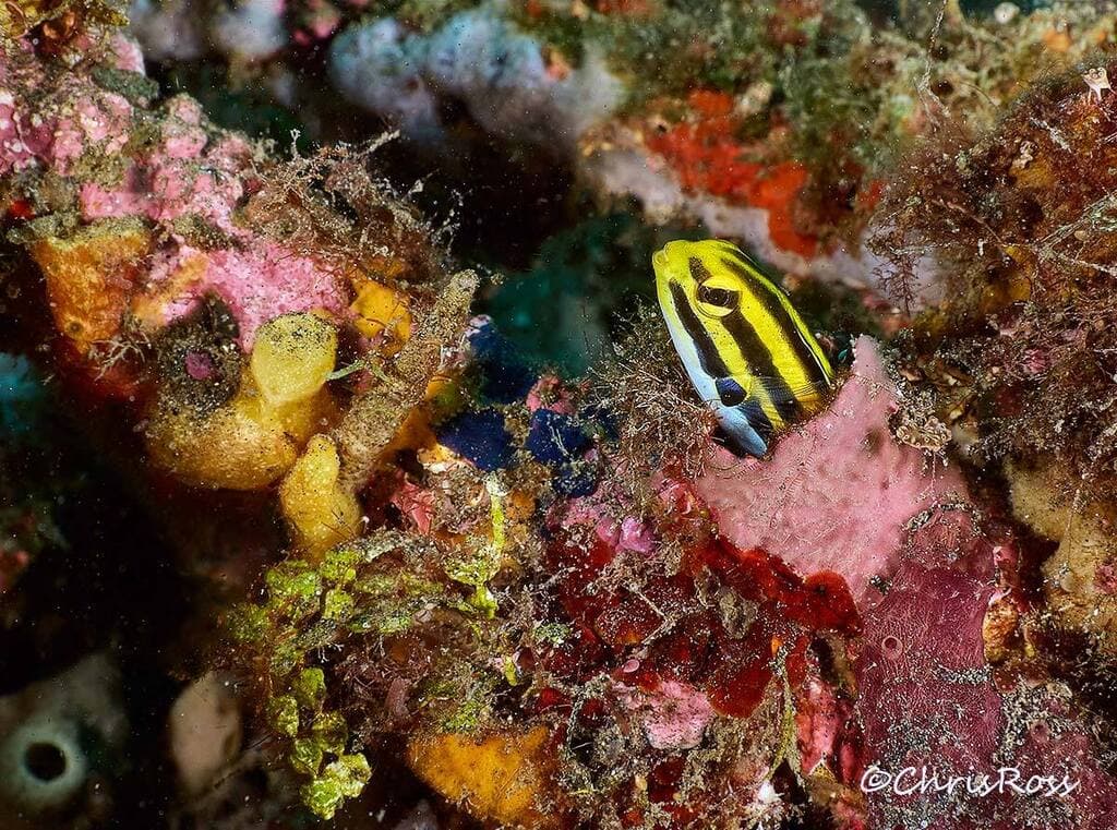 Striped Fang Blenny in a marine aquarium