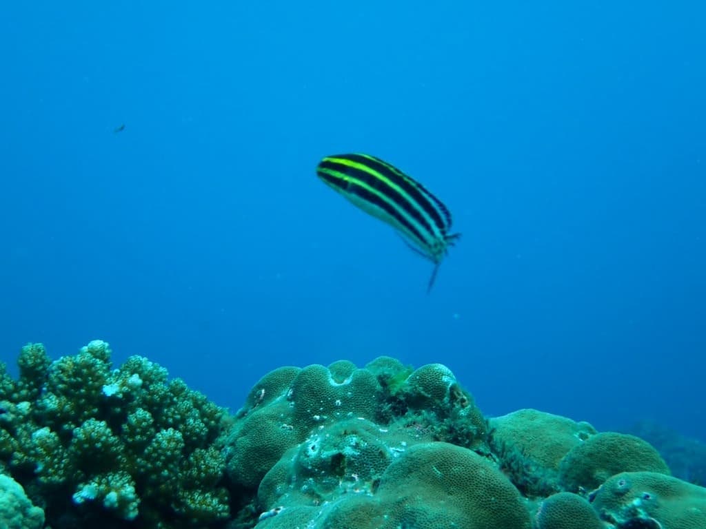 Striped Fang Blenny in a marine aquarium