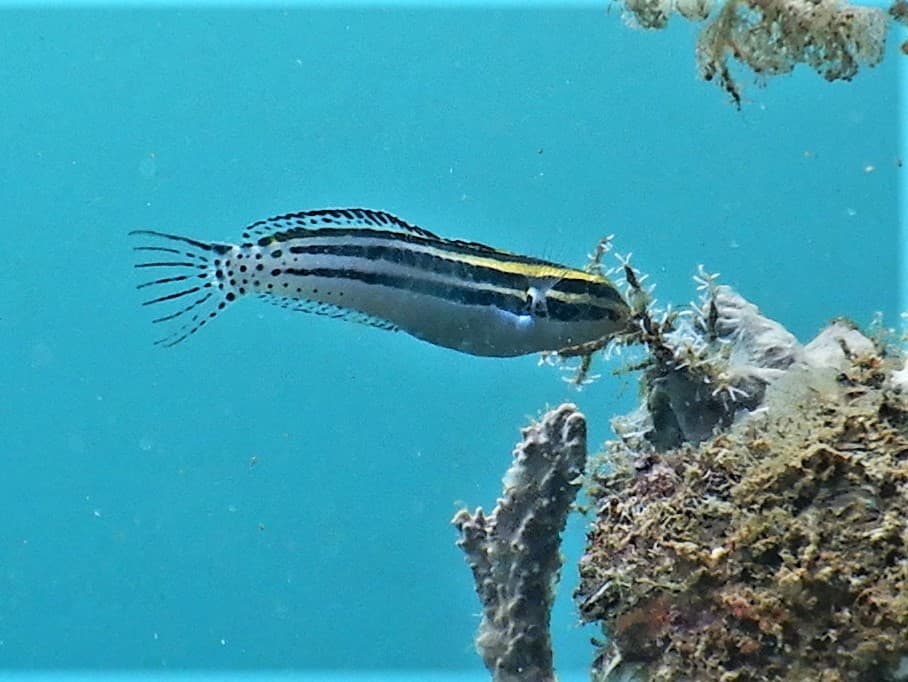 Striped Fang Blenny in a marine aquarium
