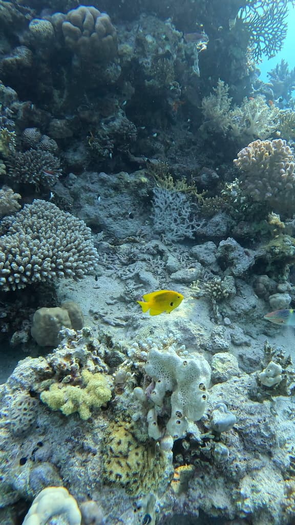 Sulfur Damselfish in a marine aquarium