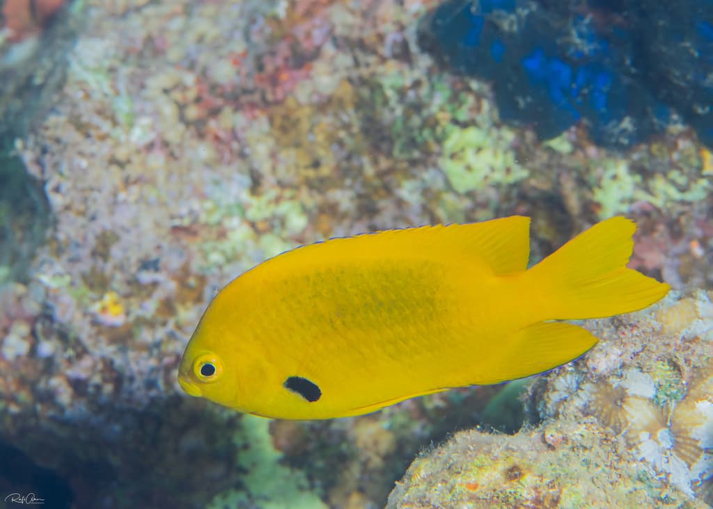 Sulfur Damselfish in a marine aquarium