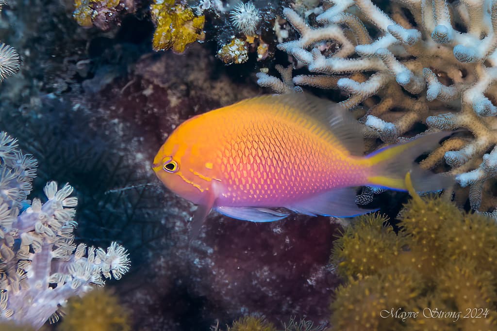 Sunburst Anthias in a marine aquarium