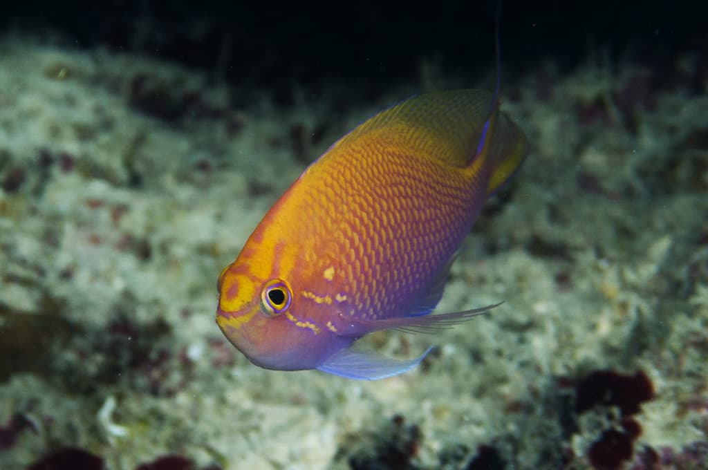 Sunburst Anthias in a marine aquarium