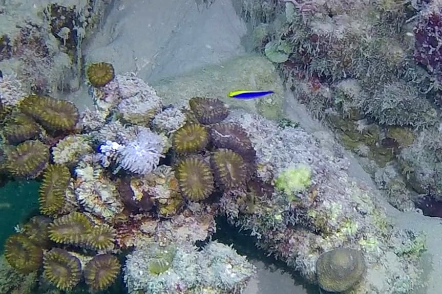 Sunrise Dottyback in a marine aquarium