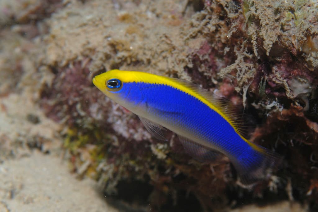 Sunrise Dottyback in a marine aquarium