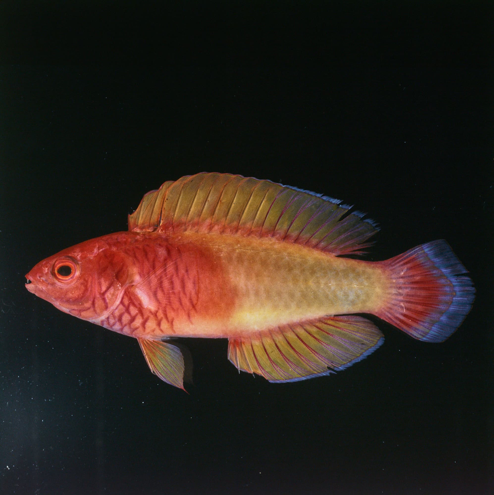 Sunset Fairy Wrasse in a marine aquarium