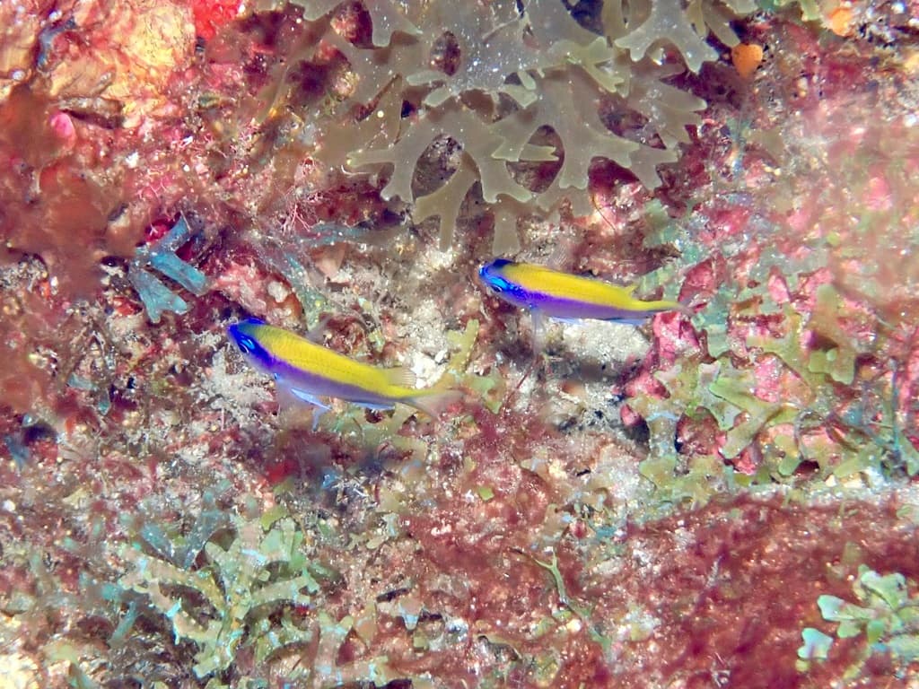 Sunshine Chromis in a marine aquarium