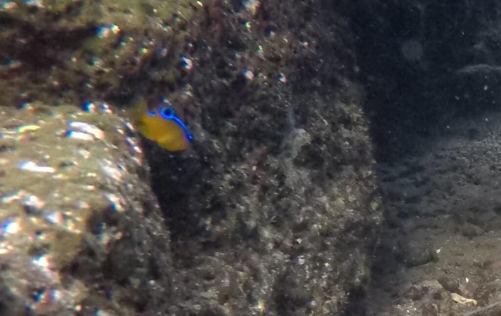 Surge Damselfish in a marine aquarium