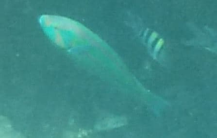 Surge Wrasse in a marine aquarium