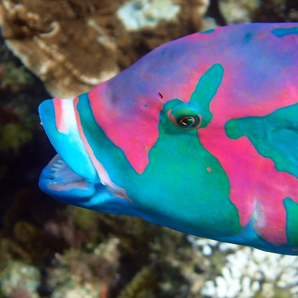 Surge Wrasse in a marine aquarium