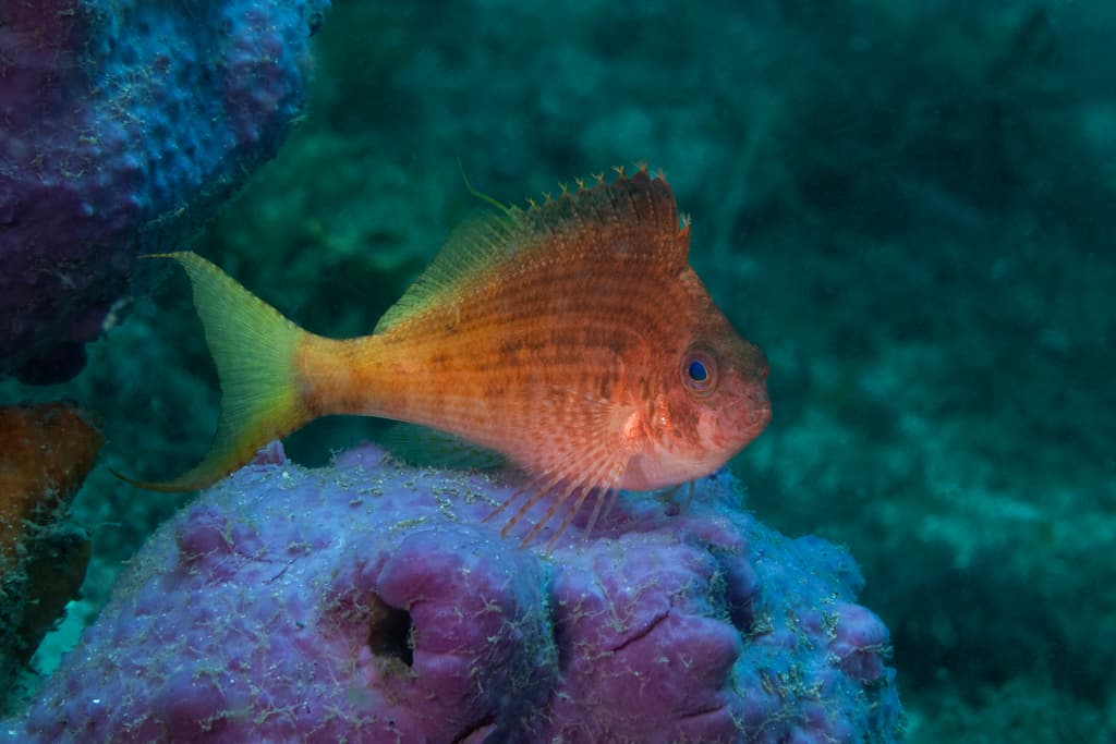 Swallowtail Hawkfish in a marine aquarium