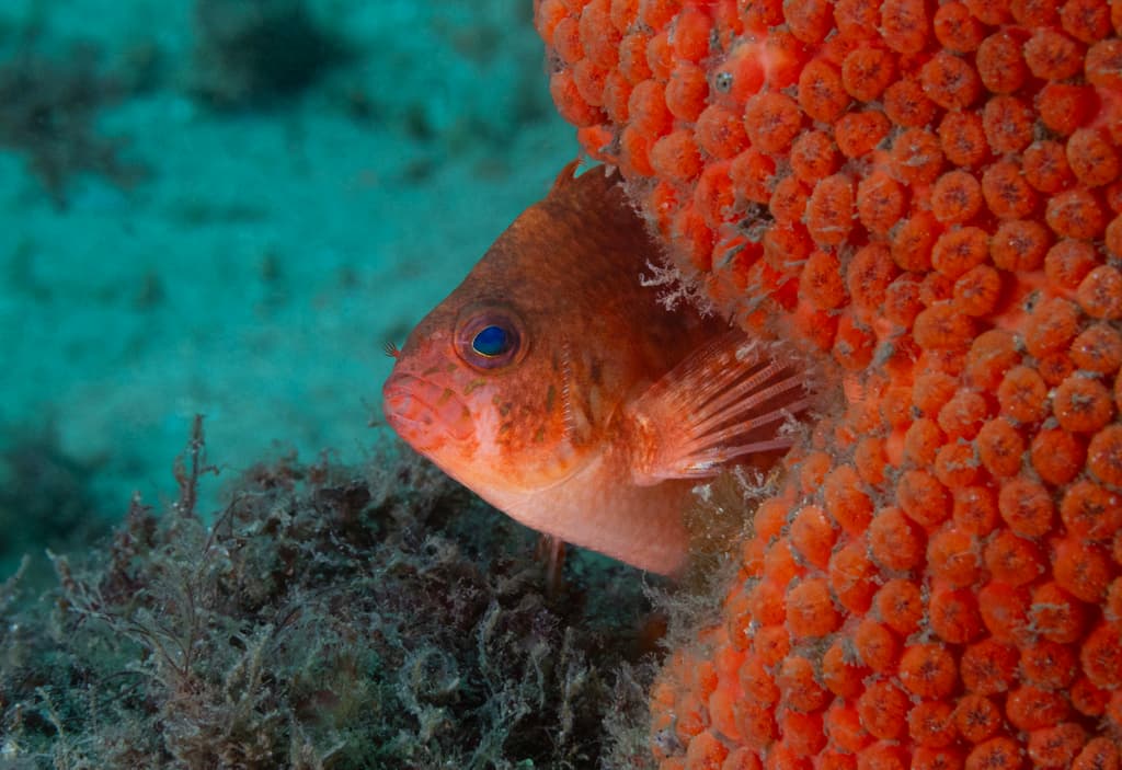 Swallowtail Hawkfish in a marine aquarium