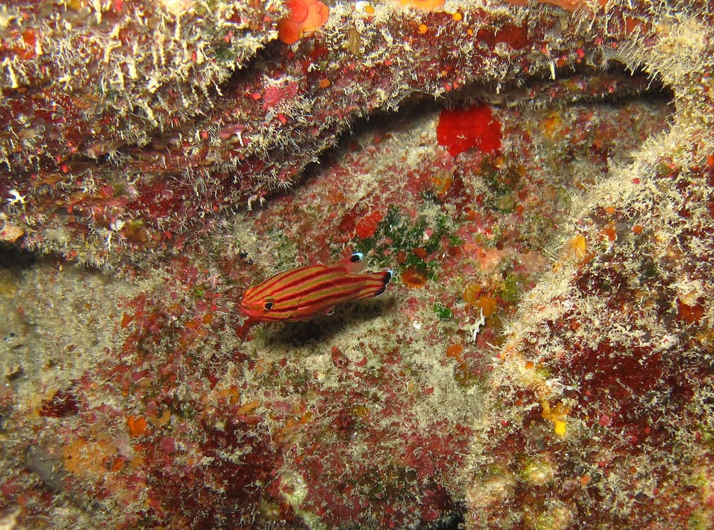 Swissguard Basslet in a marine aquarium