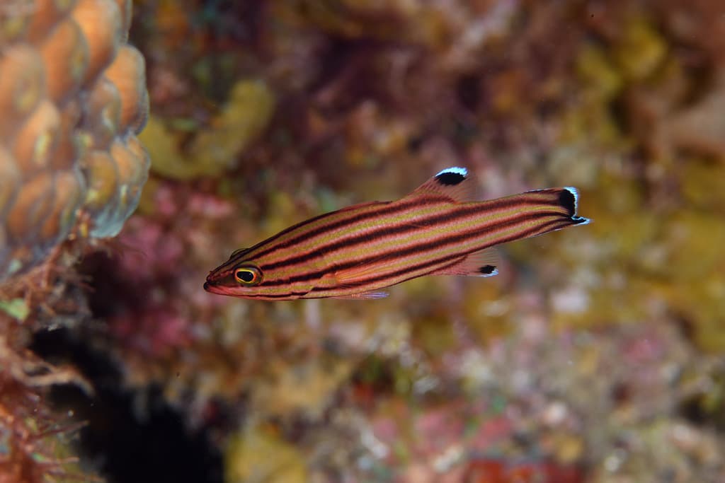 Swissguard Basslet in a marine aquarium